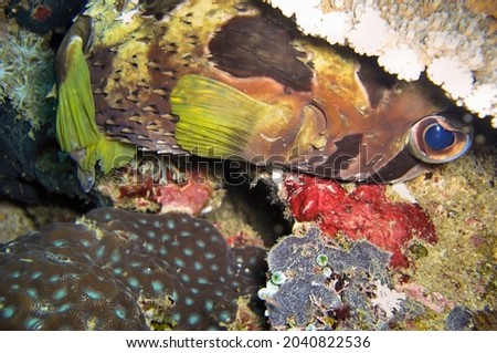 Black blotched Porcupine fish (Diodon Liturosus) swims in the filipino sea December 14, 2011