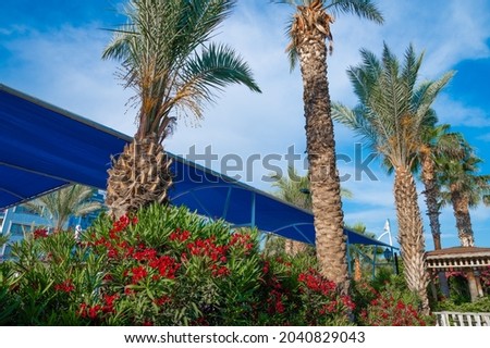 Cityscape view of beautiful Miami Beach along Ocean Drive with coconut palm and sea grape trees. High quality photo