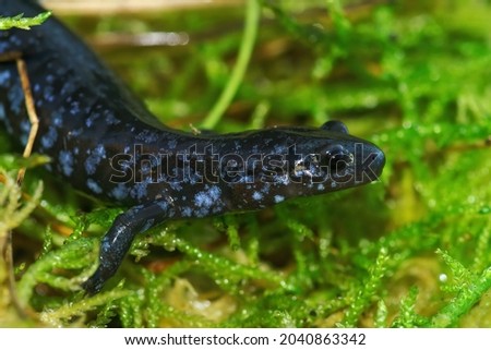 Closeup on the colorful and rare  Blue-spotted Salamander , Ambystoma laterale on green moss