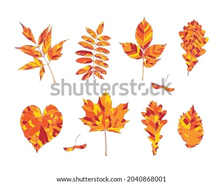 Set of hand drawn orange, red and yellow autumn leaves - maple, maple seeds, ash-leaved maple, rowan, ash, oak, linden, elm, isolated on white background. Vector illustration
