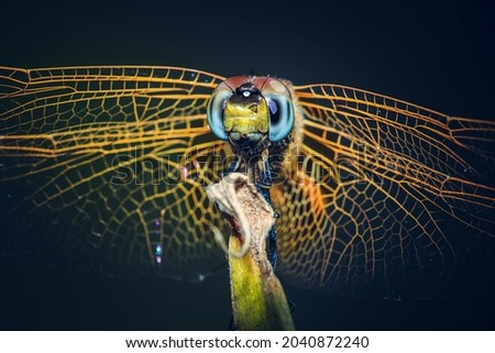 A selective focus picture of the eyes of a yellow striped Dragonfly or Damselfly.