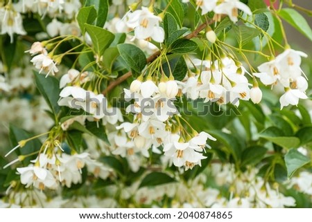 Beautiful Japanese snow-bell flowers blooming on the tree Royalty-Free Stock Photo #2040874865