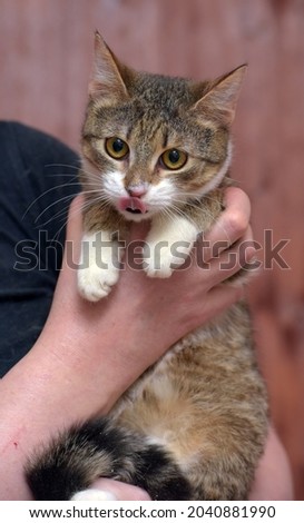 striped with white young cat in her arms