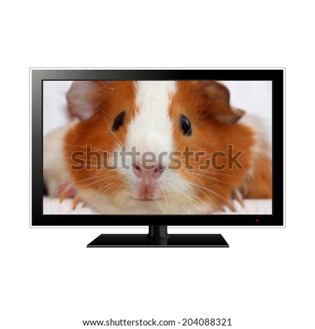 Modern LCD monitor isolated on white with guinea pig in the screen