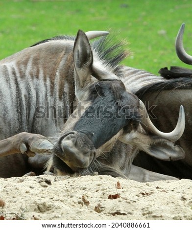 Eastern white-bearded wildebeest (Connochaetes taurinus albojubatus) Royalty-Free Stock Photo #2040886661