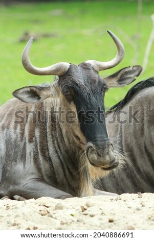 Eastern white-bearded wildebeest (Connochaetes taurinus albojubatus) Royalty-Free Stock Photo #2040886691