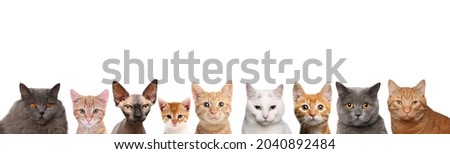 Beautiful cats in front of a white background