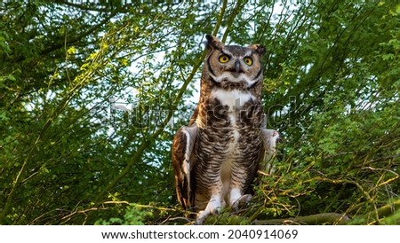 A great horned owl, Bubo virginianus, perched in a palo verde tree in the Sonoran Desert. Beautiful wildlife, a raptor with large yellow eyes and ear like tufts of feathers on the head. Arizona, USA.