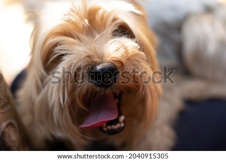 Closeup picture of face dog on blur background.