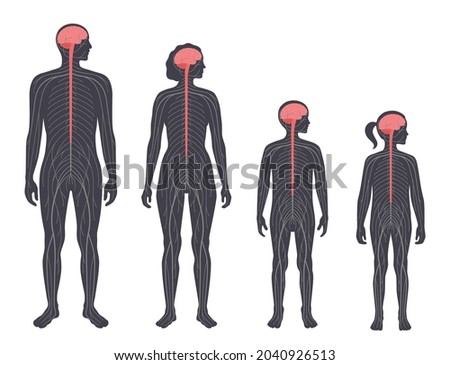 Central nervous system diagram. Nerves send electrical signals to and from the brain and spinal cord. CNS and PNS in child and adult silhouette. Medical poster for neurology clinic vector illustration Royalty-Free Stock Photo #2040926513