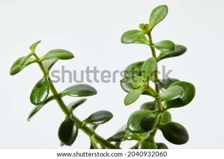 Closeup Jade Plant on White Background