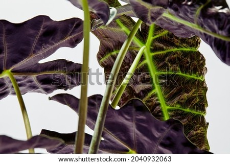 Tight Closeup of Alocasia Plant Leave
