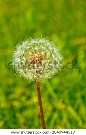 the fluffy dandelion plant is a selective focus