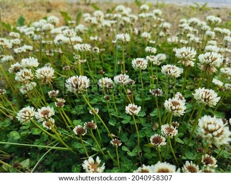 A high angle shot of blooming White Clover flowers