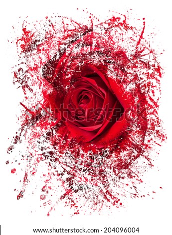 Detailed close shot of velvet red rose breaking into many pieces to suggest either a breakup or perhaps excitement as the rose devolves into abstract illustration