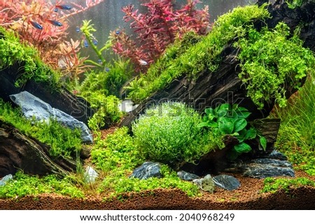 Aquarium with tropical fish jungle landscape, blurry background with nature forest design , aquarium tank with variety plants drift wood rock stone and bubbles in fish tank, riccia fluitans, 