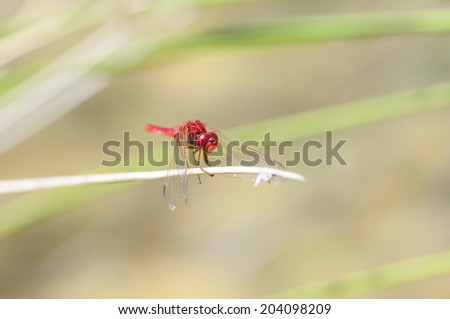 Color red dragonfly perched on a branch