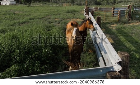 Pictures of Brown Quarter horses in a corral.