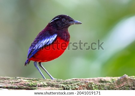 Black Crowned Pitta is one of the endemic species that is found in Borneo. This pitta was photographed in Rainforest Discovery Centre (RDC) Sepilok, Sandakan, Sabah, North Borneo, Malaysia. Royalty-Free Stock Photo #2041019171