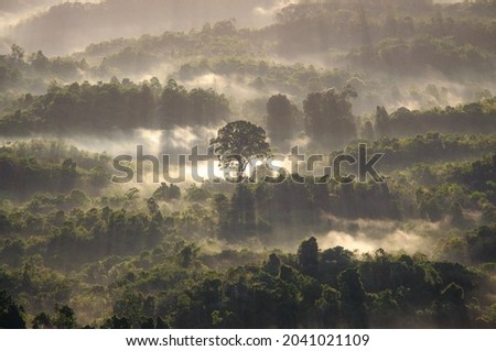 Tropical rainforest, Meratus, South Kalimantan, Indonesia Royalty-Free Stock Photo #2041021109