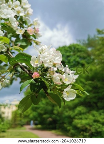 A branch of an apple tree with white and pink flowers on a background of green and blue sky with clouds.