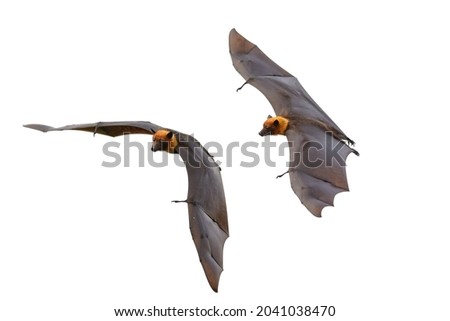 A pair of bats flying isolated on white background