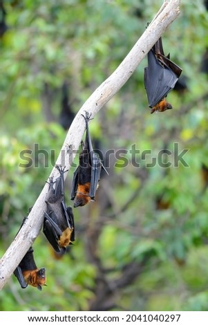 Lyle's flying fox Hanging upside down