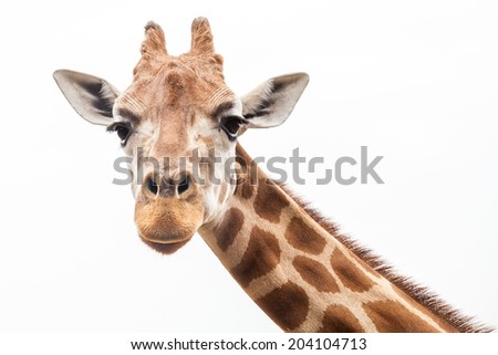 Giraffe's head looking straight at the camera against the white background of an overcast sky