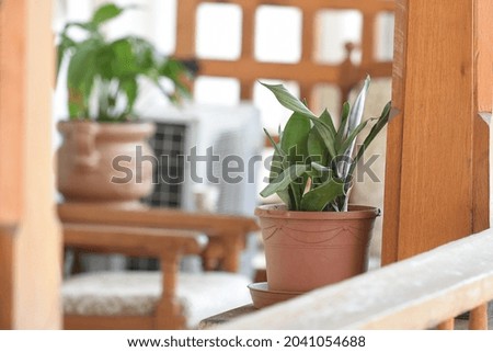 flower pots for decorating the balcony