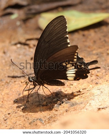 Common Mormon butterfly or the scientific name Papilio polytes is a butterfly of the family Papilionidae. A beautiful butterfly on the ground. (The pictures has noise and soft focus)