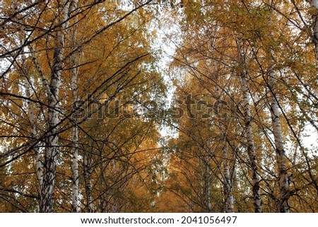 Autumn background. A trees with bright yellow foliage. Autumn trees against the blue sky. Background, design element, postcard.