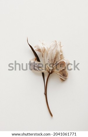 dry flower lily close up on white  background . macro flower.Minimal floral card. interior poster Royalty-Free Stock Photo #2041061771
