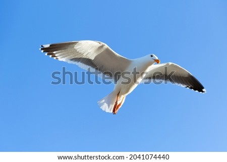 Large single seagull in blue sky