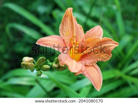 Daylily flower close up. Orange lily. Beautiful garden flower. 