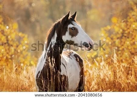Portrait of beautiful paint horse in autumn Royalty-Free Stock Photo #2041080656