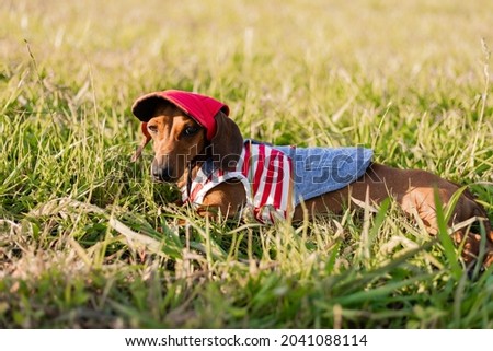 Dwarf dachshund in a striped dog jumpsuit and a red cap walks in the fresh air outdoors and lies on the green grass on a sunny day. Dog traveler, blogger, travelblogger. High quality photo