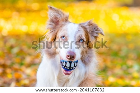Funny Adult Border Collie holds funny ball with teeth in it mouth at autumn park