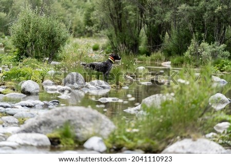 Hunting dog resting on the grass, German Hunting Watchdog Royalty-Free Stock Photo #2041110923