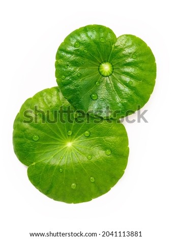 Close up centella asiatica leaves with rain drop in petri dish isolated on white background top view. Royalty-Free Stock Photo #2041113881