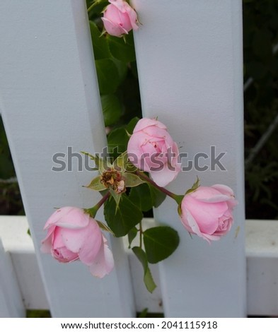 Gloriously magnificent romantic beautiful candy pink hybrid tea rose fully blown blooming  in late autumn adds fragrance and color to the urban  landscape.