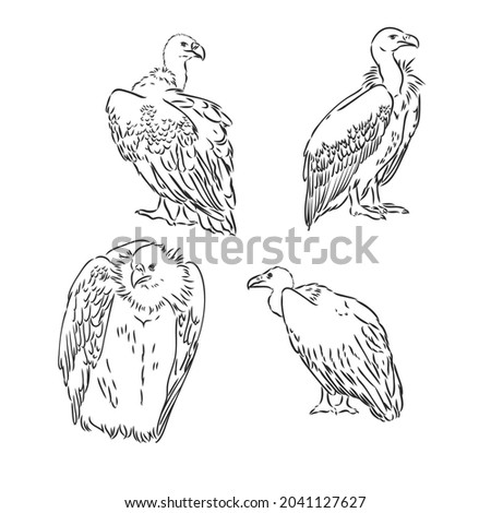 Drawing of vulture by line vulture vector