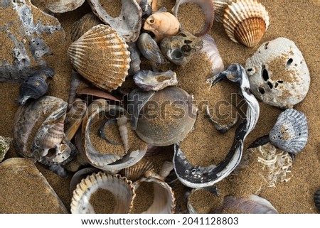 sea shells on the sand, vacation concept, studio photography