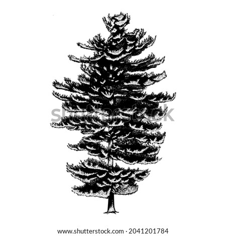 Pinus strobus or eastern white pine tree vector drawing illustration. vector isolated element on the white background