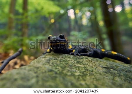 Salamander sits on a stone in the forest. Macro photo with shallow depth of field