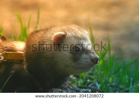 A pet ferret in the forest