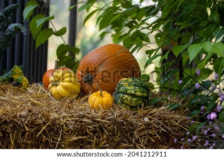 Pumpkins outside in a public park short before Halloween at a sunny day in fall.