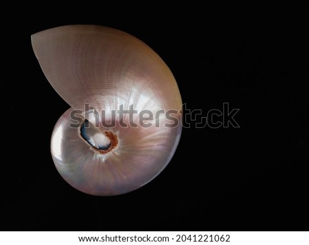 mother-of-pearl seashell with dark background intense colors