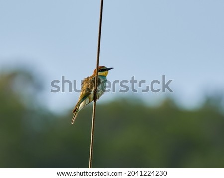 European bee-eater, Merops apiaster, perched on a cable near Xativa, Spain.