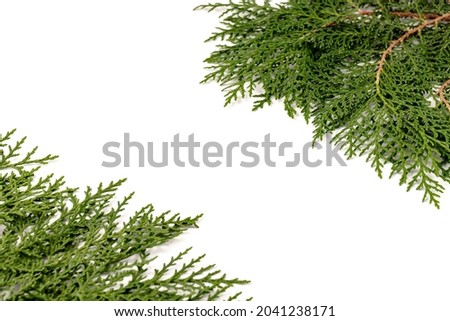 Green twig of thuja the cypress family on white background. The Christmas, winter, new year concept. Place for text