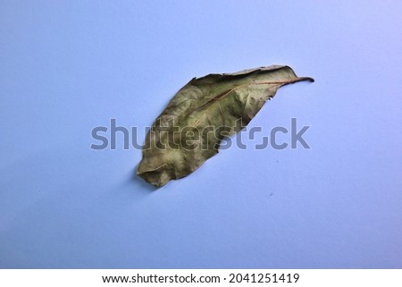 green leaf branch isolated on blue background, these leaves are called by the name "daun salam". top view, high angle view, flat lay.
